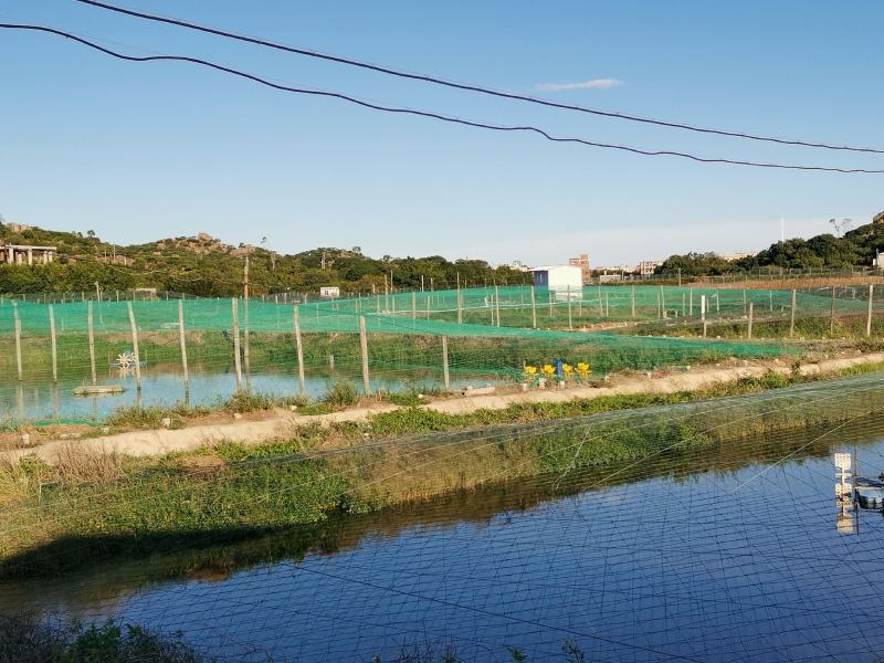 鲜活冻虾产地直供南美白对虾价格透明一手货源品质优选
