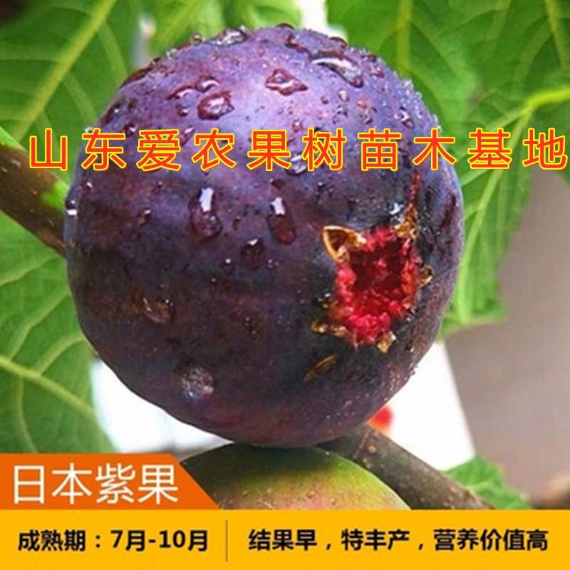 大青皮无花果苗波姬红布兰瑞克日本紫果新品种无花果苗