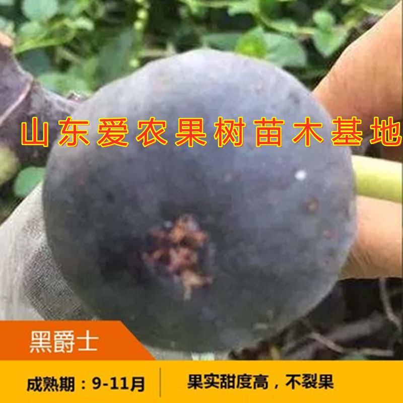 大青皮无花果苗波姬红布兰瑞克日本紫果新品种无花果苗