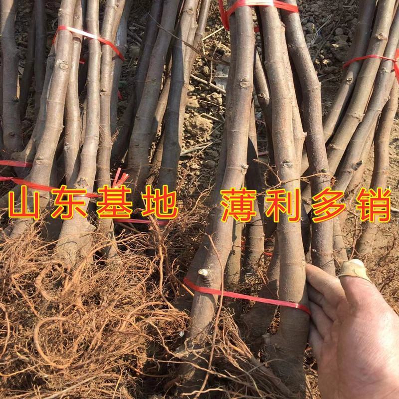 大青皮无花果苗波姬红布兰瑞克日本紫果新品种无花果苗