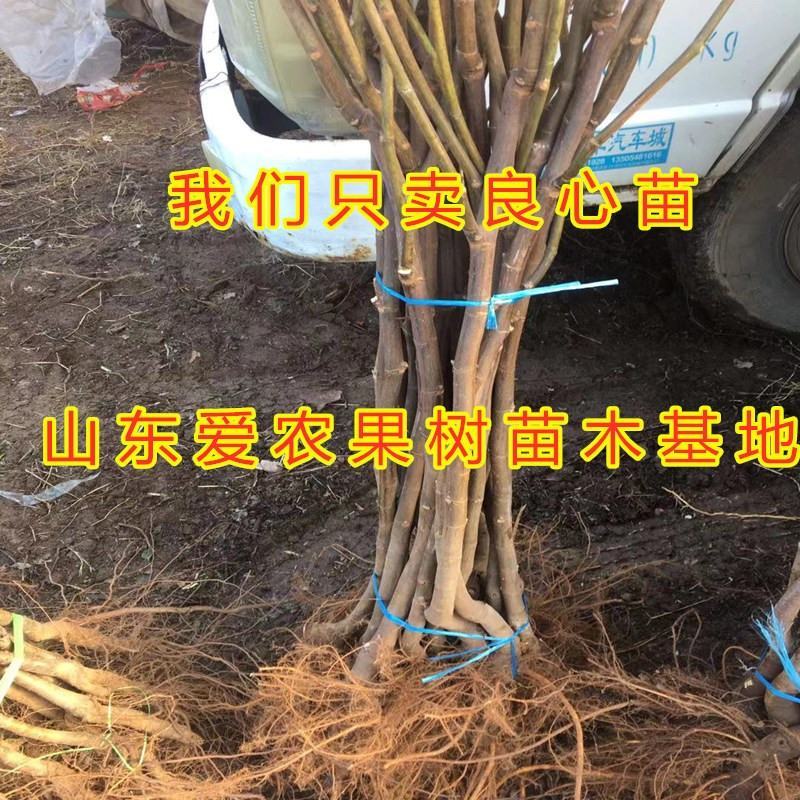 金镶玉无花果苗南北方种植盆栽地栽无花果好养易活无花果苗