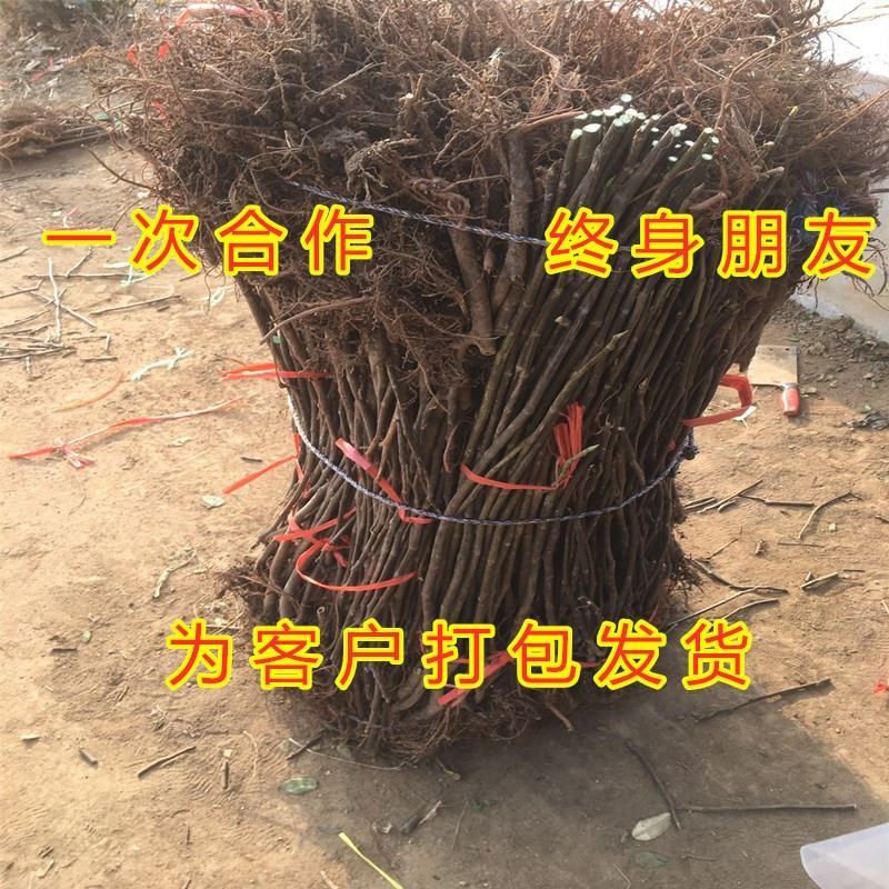 金镶玉无花果苗南北方种植盆栽地栽无花果好养易活无花果苗