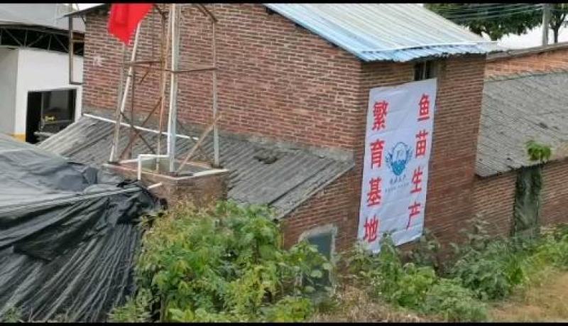 宝路罗非鱼苗基地直供吉富罗非苗台湾罗非王鱼苗海南一号