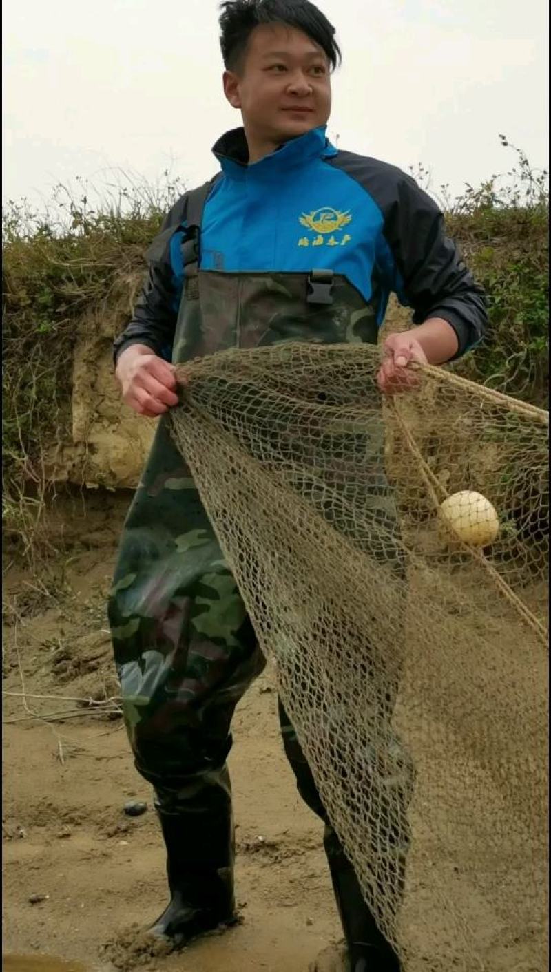 宝路罗非鱼苗基地直供吉富罗非苗台湾罗非王鱼苗海南一号