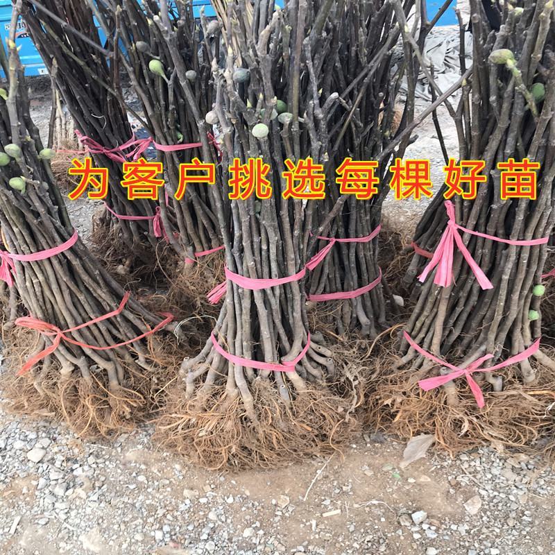 黑爵士无花果苗包品种包成活南北方都可以种植新品种