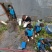 宝路罗非鱼苗基地直供吉富罗非苗台湾罗非王鱼苗海南一号