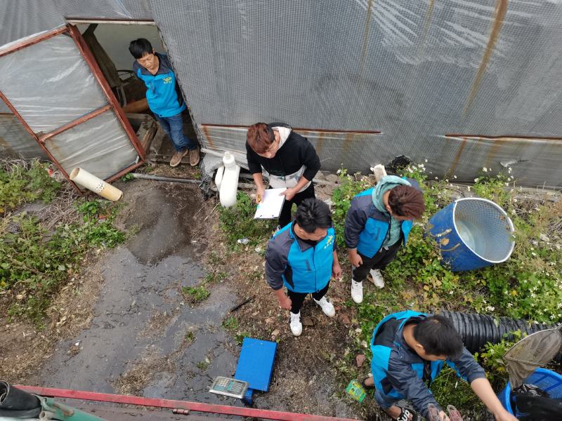 宝路罗非鱼苗基地直供吉富罗非苗台湾罗非王鱼苗海南一号