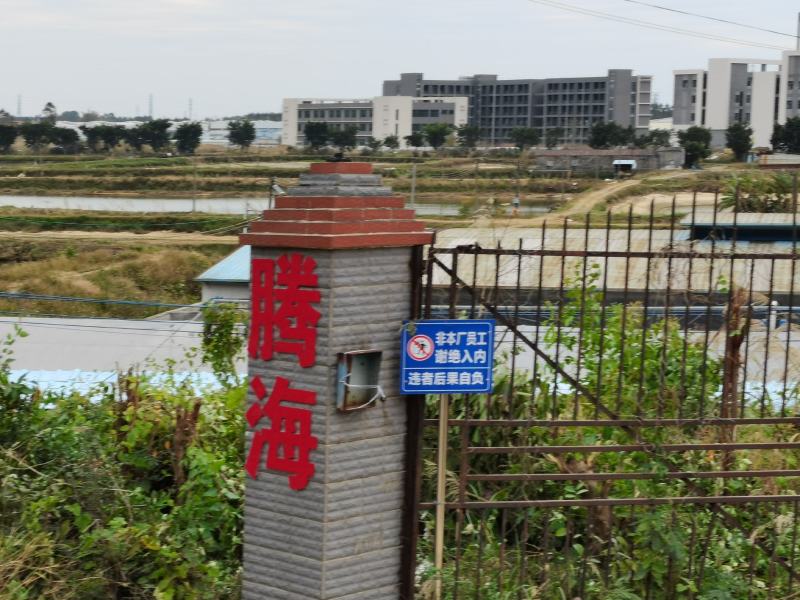 宝路罗非鱼苗基地直供吉富罗非苗台湾罗非王鱼苗海南一号