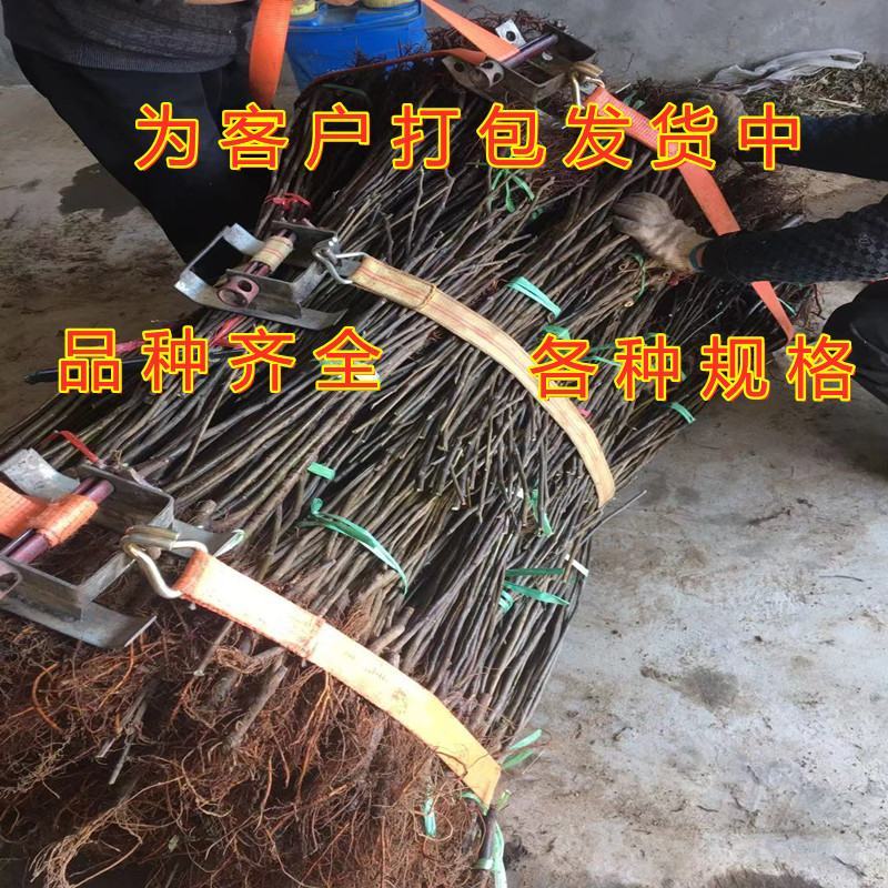 格莱斯无花果苗盆栽地栽好品种抗寒抗旱无花果树苗