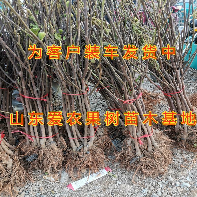 格莱斯无花果苗盆栽地栽好品种抗寒抗旱无花果树苗