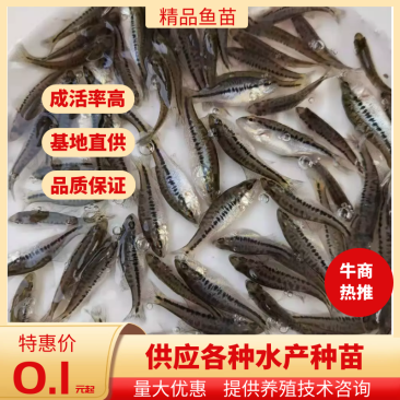 鲈鱼加州鲈鱼苗5-6公分大的加州鲈鱼苗卢鱼苗路亚鱼苗养