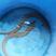 白鳗鱼苗大量供应河鳗鱼苗花鳗鱼欧洲鳗售后技术指导