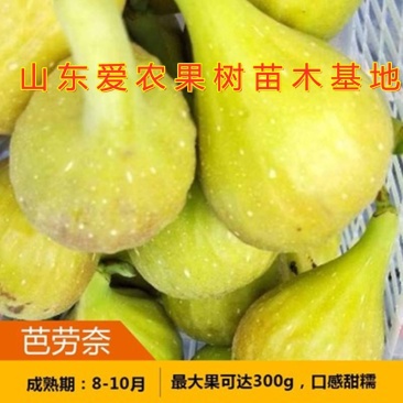 芭劳奈无花果苗南北方种植好养易活盆栽地栽无花果树苗