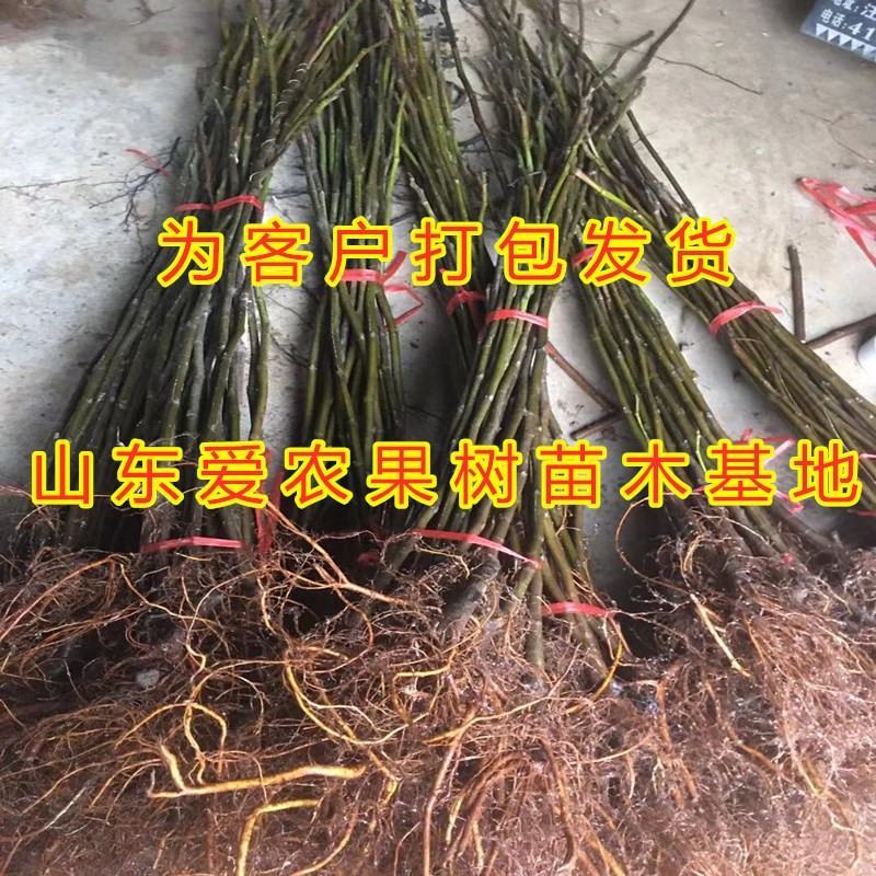 芭劳奈无花果苗南北方种植好养易活盆栽地栽无花果树苗