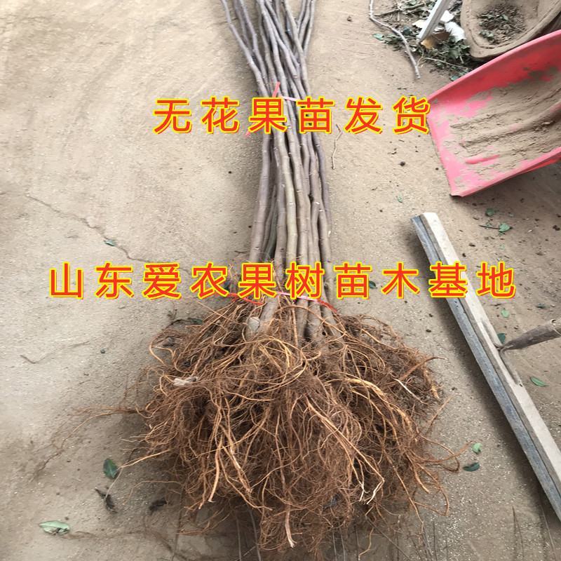 芭劳奈无花果苗南北方种植好养易活盆栽地栽无花果树苗