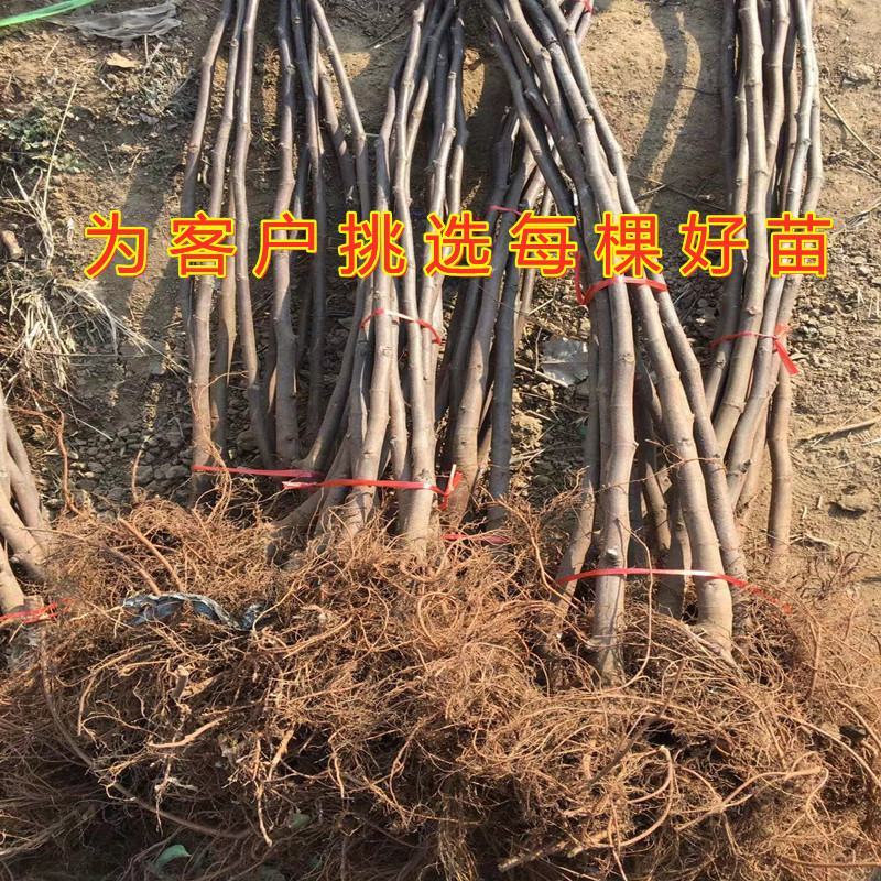 芭劳奈无花果苗南北方种植好养易活盆栽地栽无花果树苗