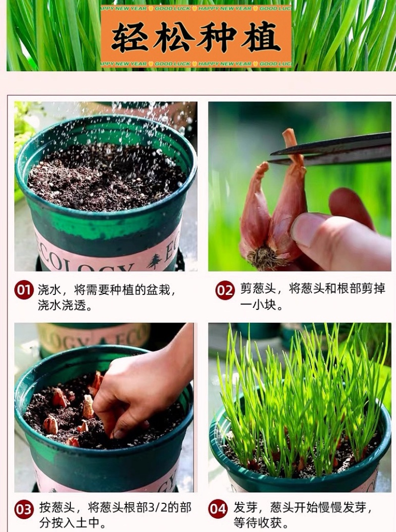 广东廉江新葱红葱头干货葱种产量高抗病强基地直供