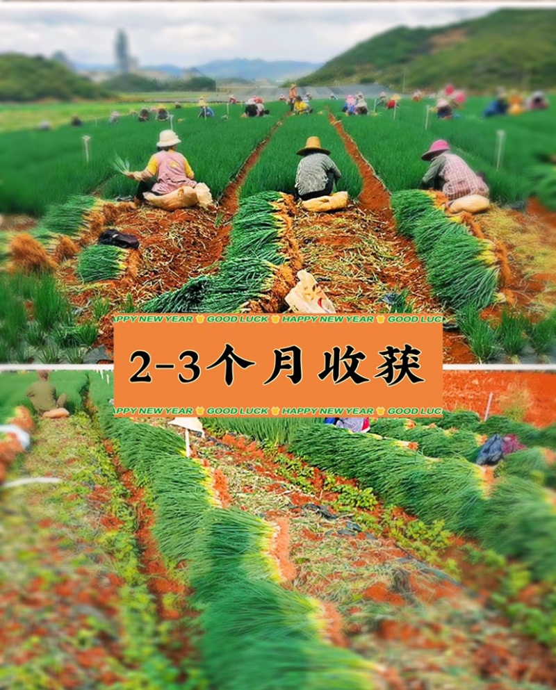 广东廉江新葱红葱头干货葱种产量高抗病强基地直供