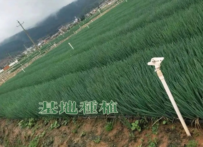 广东廉江新葱红葱头干货葱种产量高抗病强基地直供