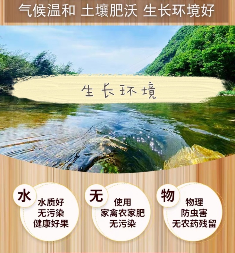 广东廉江新葱红葱头干货葱种产量高抗病强基地直供