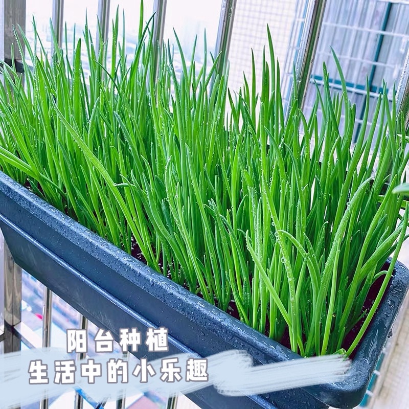 广东廉江新葱红葱头干货葱种产量高抗病强基地直供