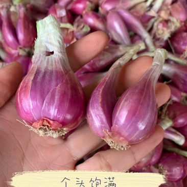 广东廉江新葱红葱头干货葱种产量高抗病强基地直供