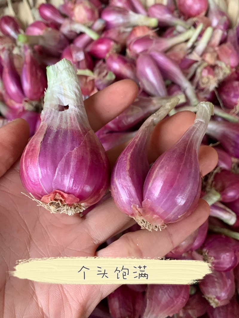 广东廉江新葱红葱头干货葱种产量高抗病强基地直供