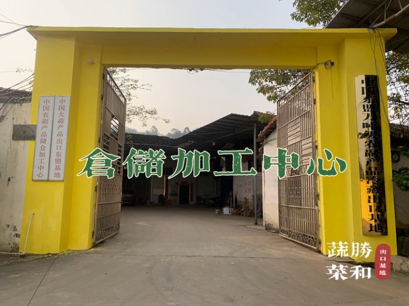 广东廉江新葱红葱头干货葱种产量高抗病强基地直供