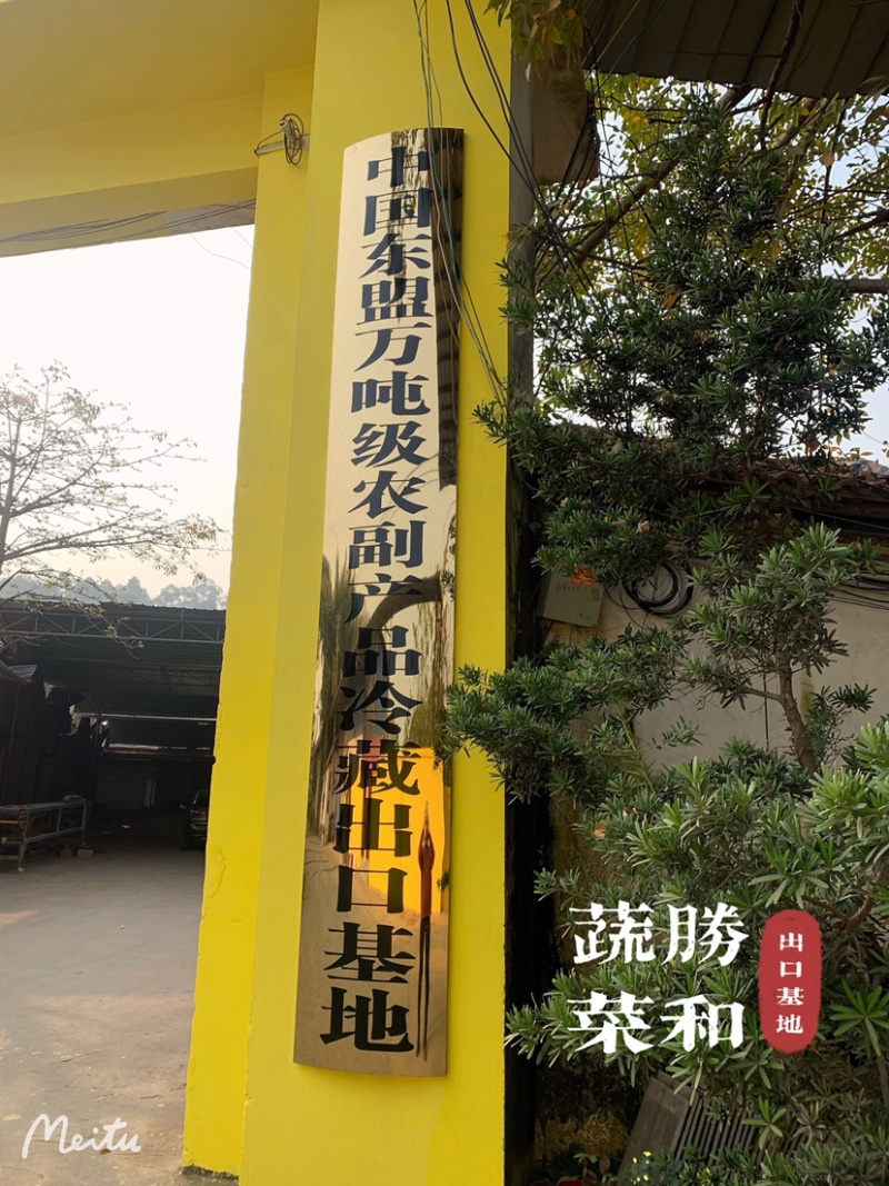 广东廉江新葱红葱头干货葱种产量高抗病强基地直供