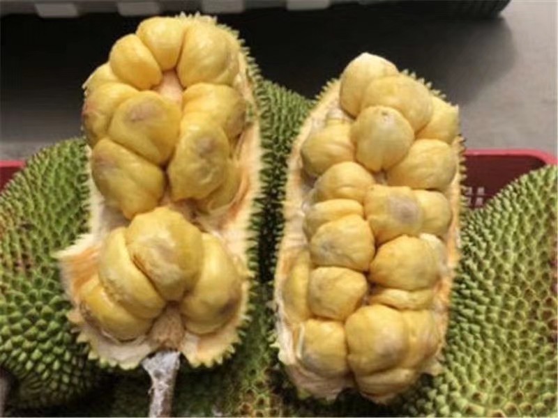 榴莲蜜苗杯苗！规格大小都有