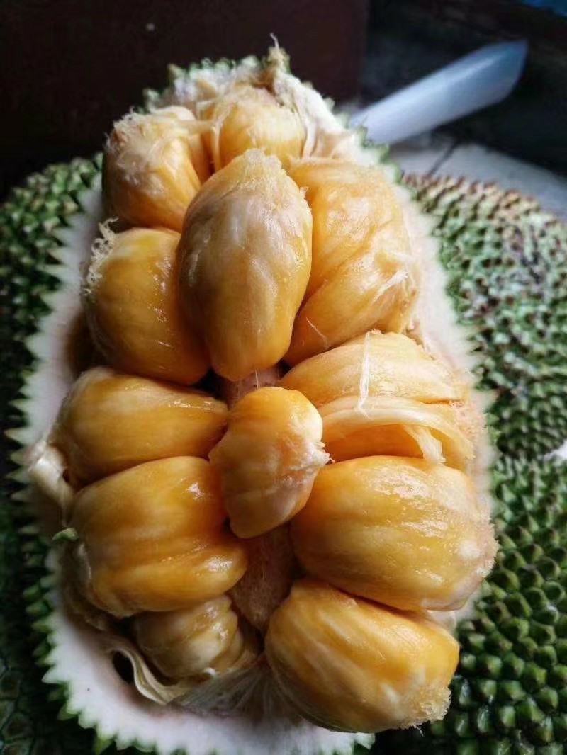 榴莲蜜苗杯苗！规格大小都有