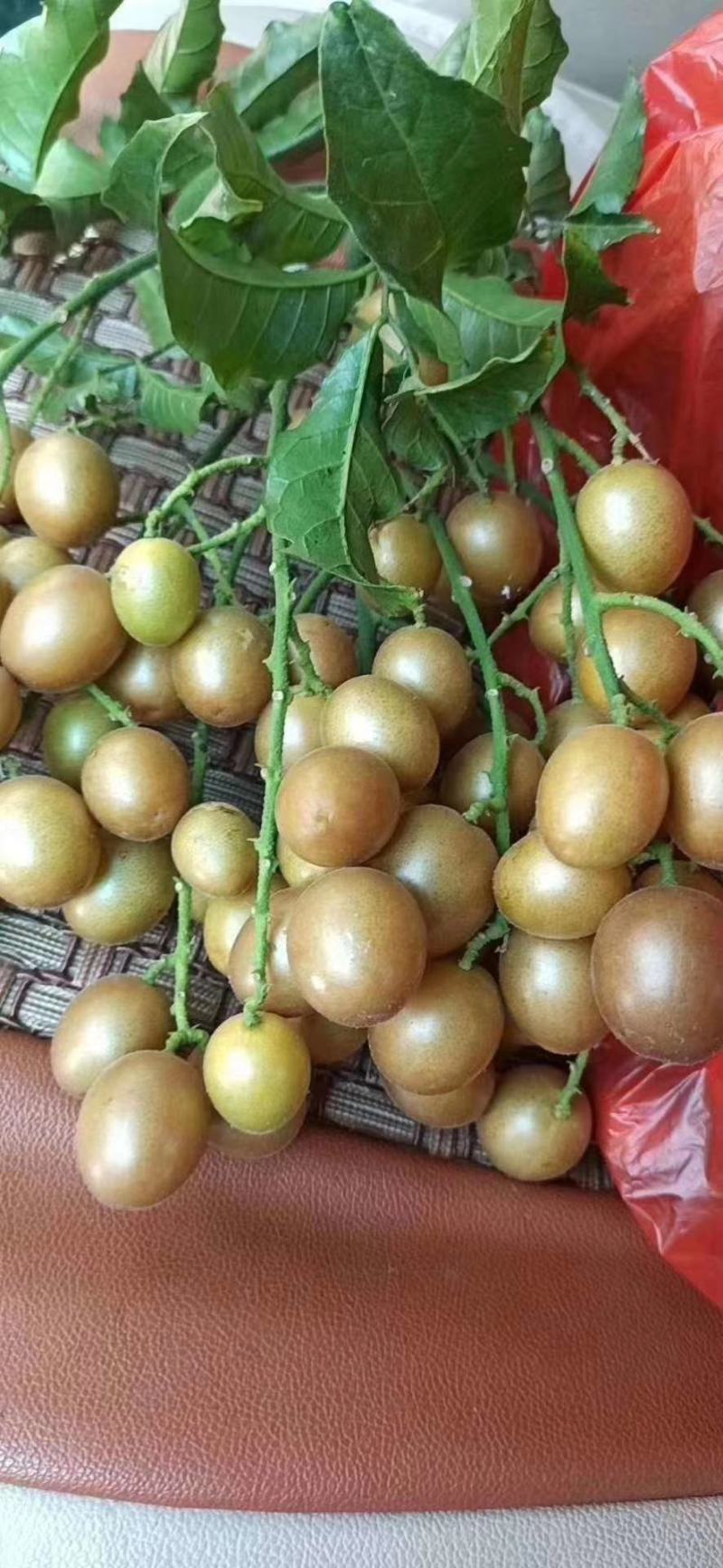 黑黄皮果苗，木粗漂亮，黑黄皮果大核小，口感纯甜无酸味
