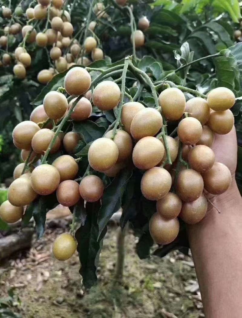 黑黄皮果苗，木粗漂亮，黑黄皮果大核小，口感纯甜无酸味