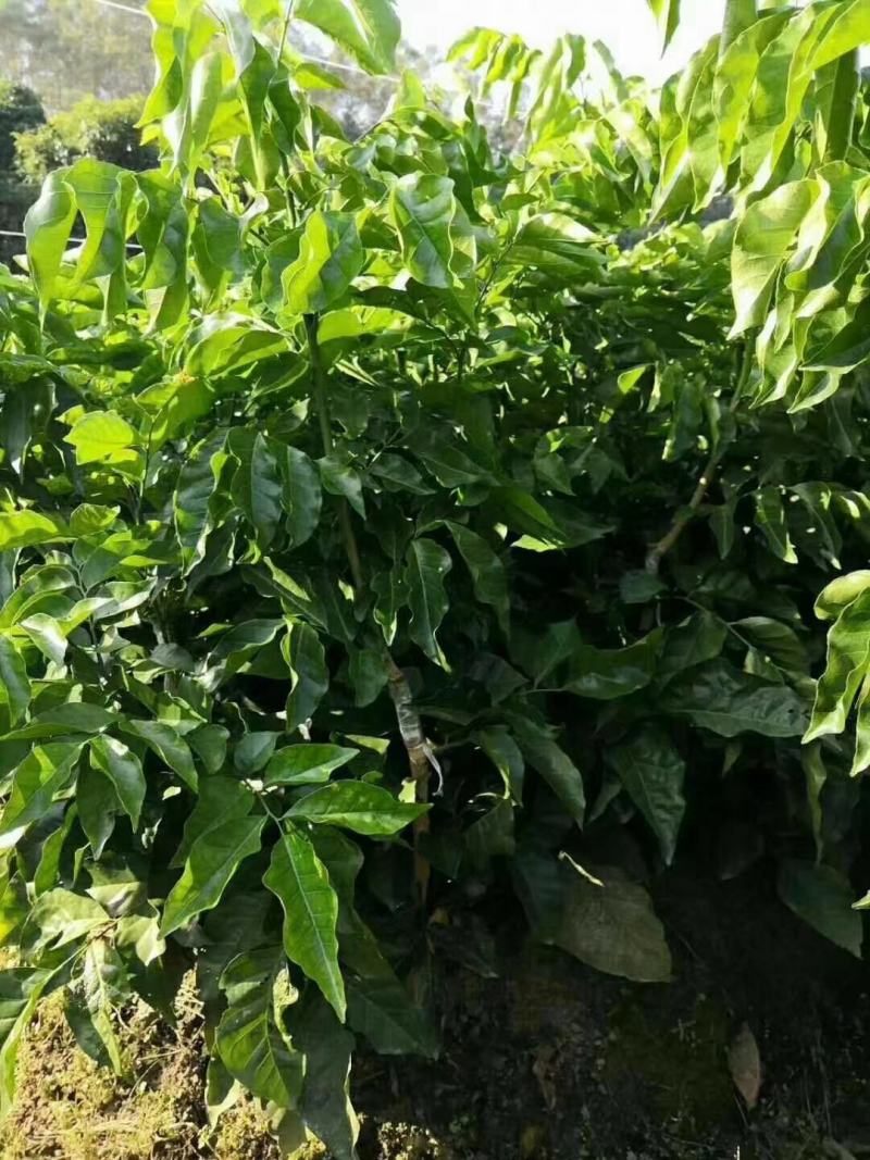 黑黄皮果苗，木粗漂亮，黑黄皮果大核小，口感纯甜无酸味