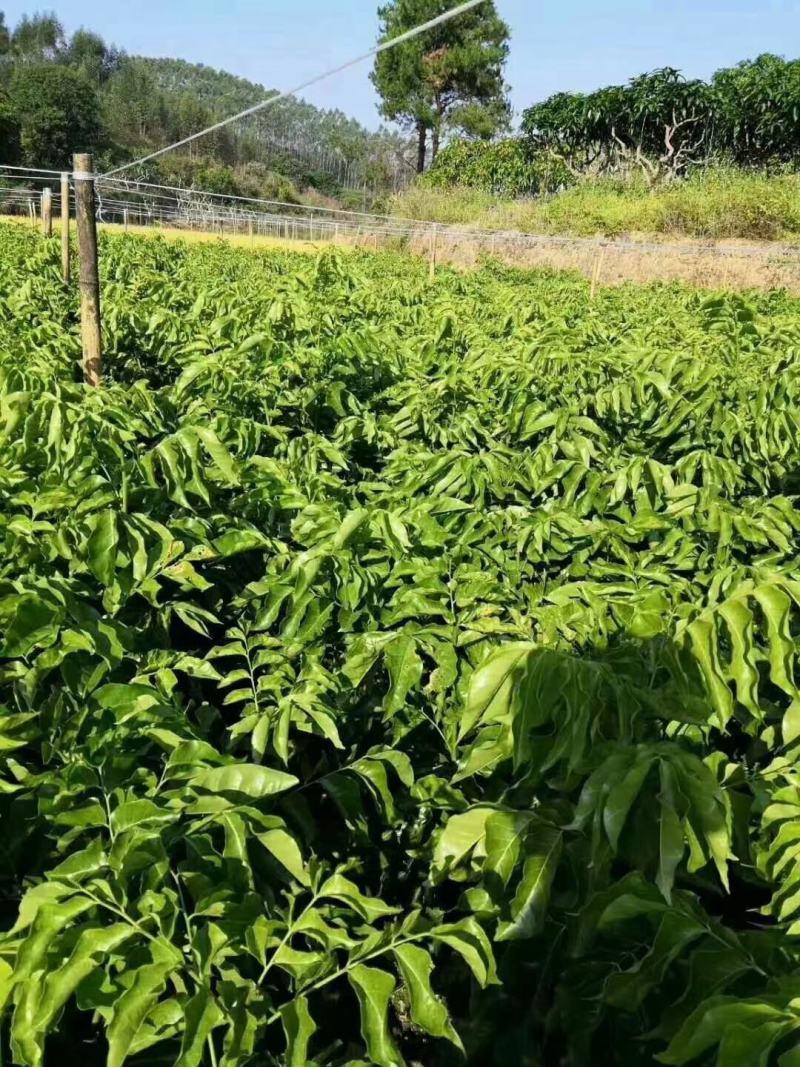 黑黄皮果苗，木粗漂亮，黑黄皮果大核小，口感纯甜无酸味