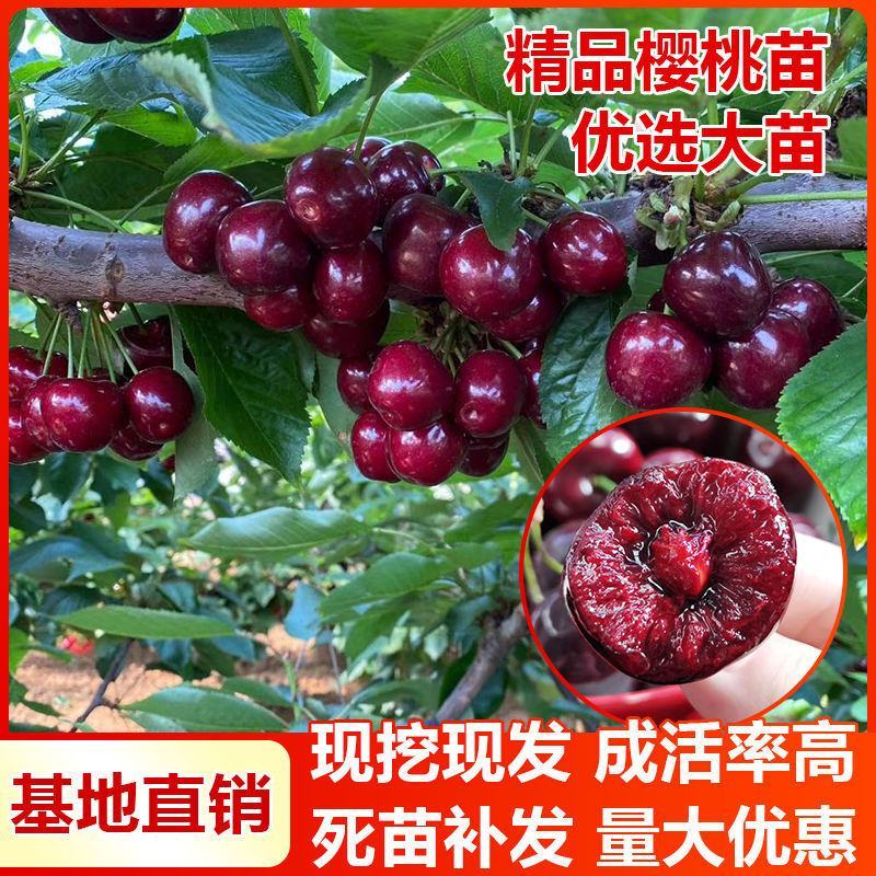 樱桃树苗，山西樱桃苗，车厘子大樱桃苗包成活包技术指导