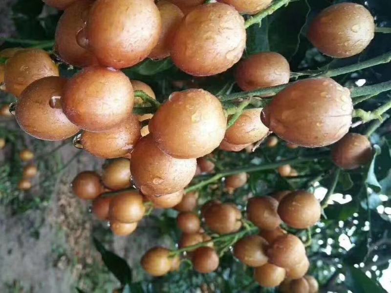 黑黄皮果苗，木粗漂亮，黑黄皮果大核小，口感纯甜无酸味