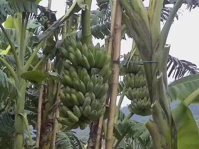 香蕉苗中蕉9号，粉蕉苗，红香蕉苗基地直接发货量大价优包邮