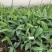 香蕉苗中蕉9号，粉蕉苗，红香蕉苗基地直接发货量大价优包邮