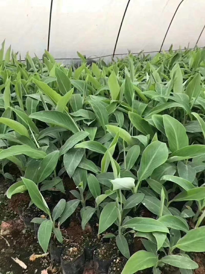 香蕉苗中蕉9号，粉蕉苗，红香蕉苗基地直接发货量大价优包邮