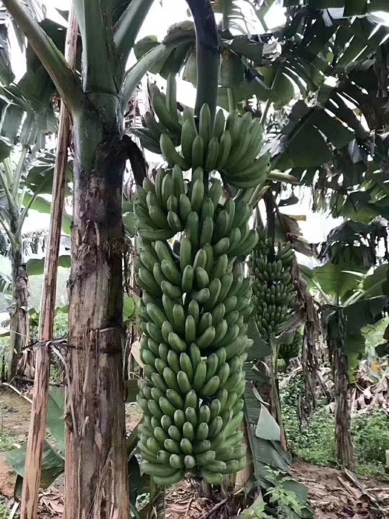 香蕉苗中蕉9号，粉蕉苗，红香蕉苗基地直接发货量大价优包邮