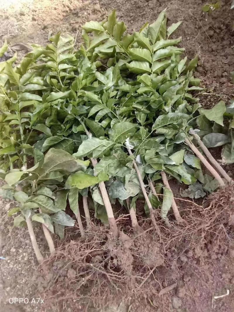 黑黄皮果苗，木粗漂亮，黑黄皮果大核小，口感纯甜无酸味