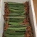 红皮红肉火龙果苗正宗燕窝麒麟果苗黄龙无刺火龙果苗，1