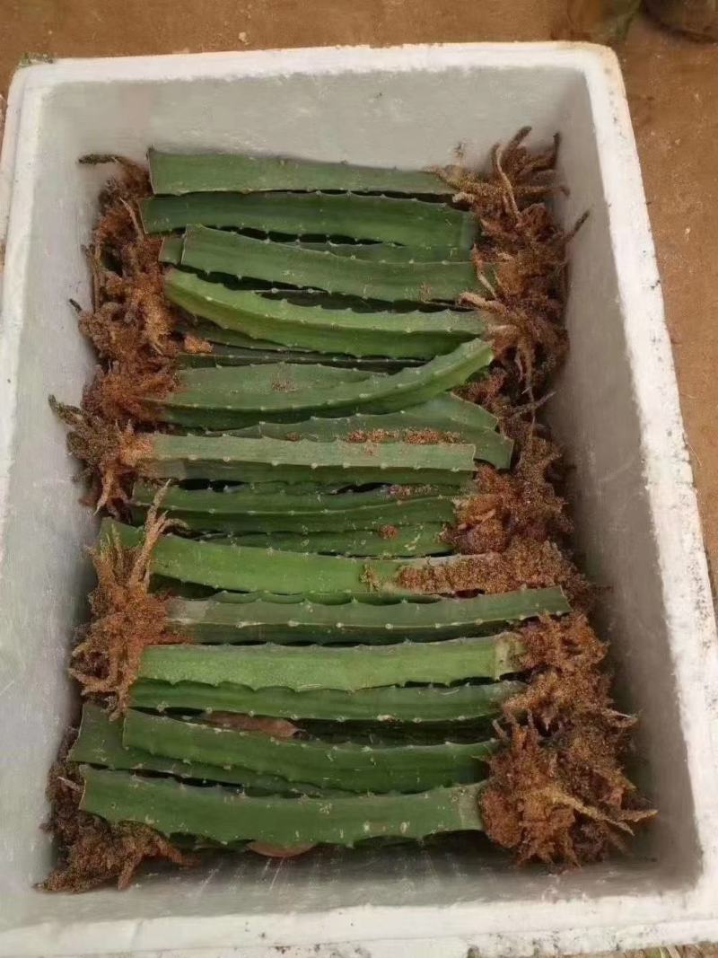红皮红肉火龙果苗正宗燕窝麒麟果苗黄龙无刺火龙果苗，1