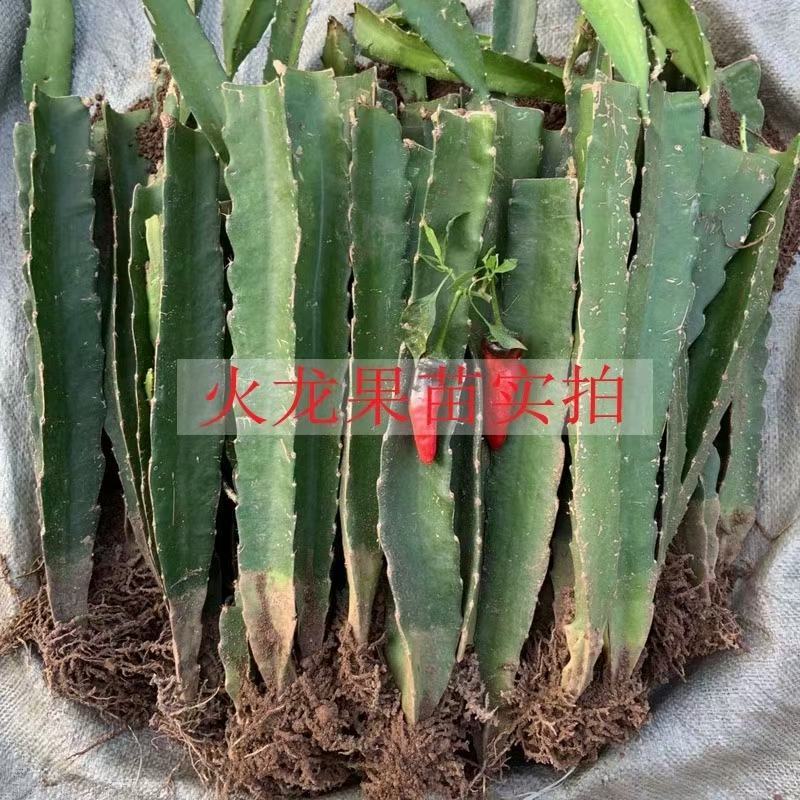 红皮红肉火龙果苗正宗燕窝麒麟果苗黄龙无刺火龙果苗，1
