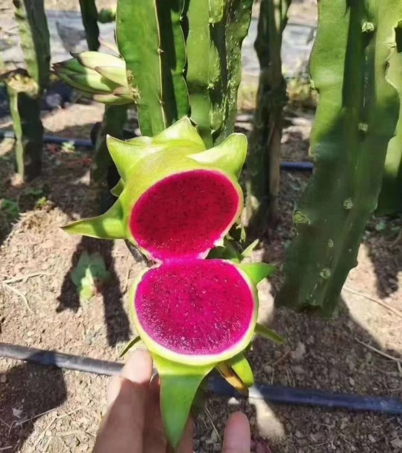 红皮红肉火龙果苗正宗燕窝麒麟果苗黄龙无刺火龙果苗，1