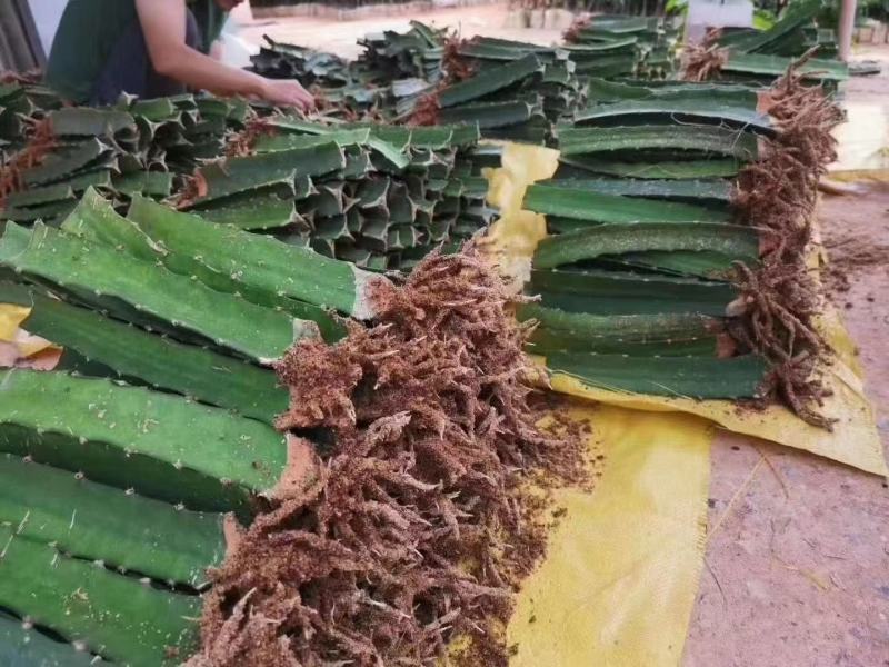 红皮红肉火龙果苗正宗燕窝麒麟果苗黄龙无刺火龙果苗，1