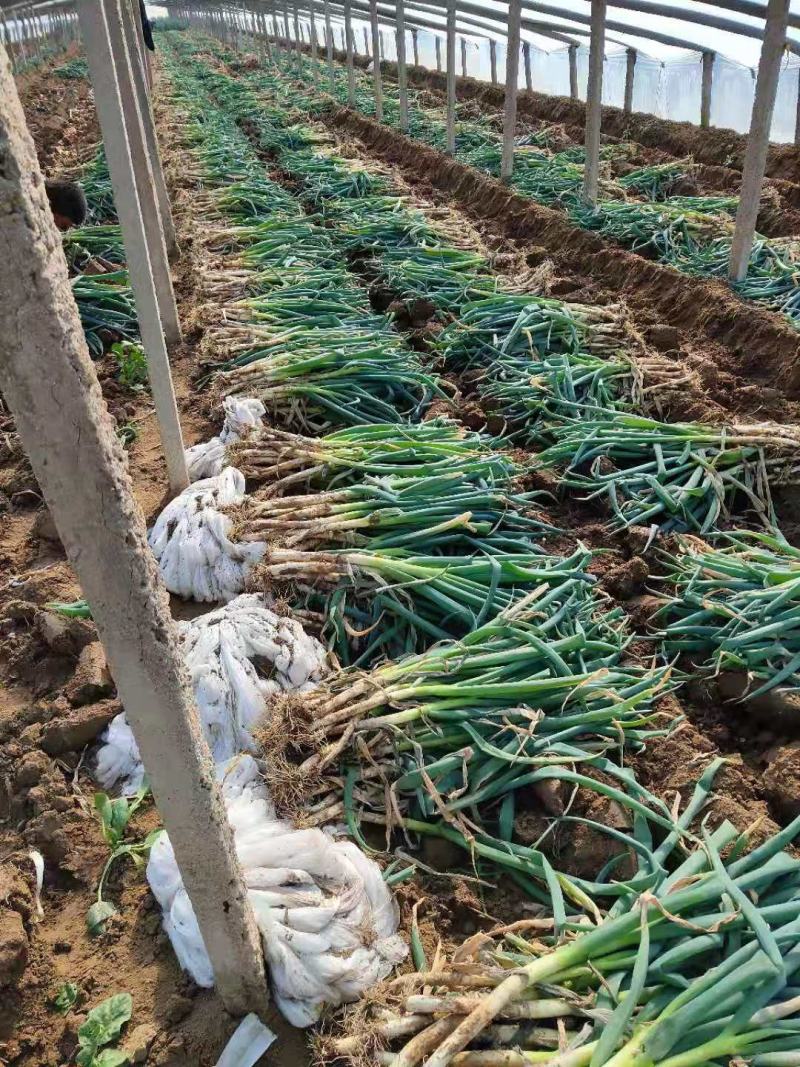 山东铁杆大葱，精品加工，代收毛葱货源充足，常年供货，电话