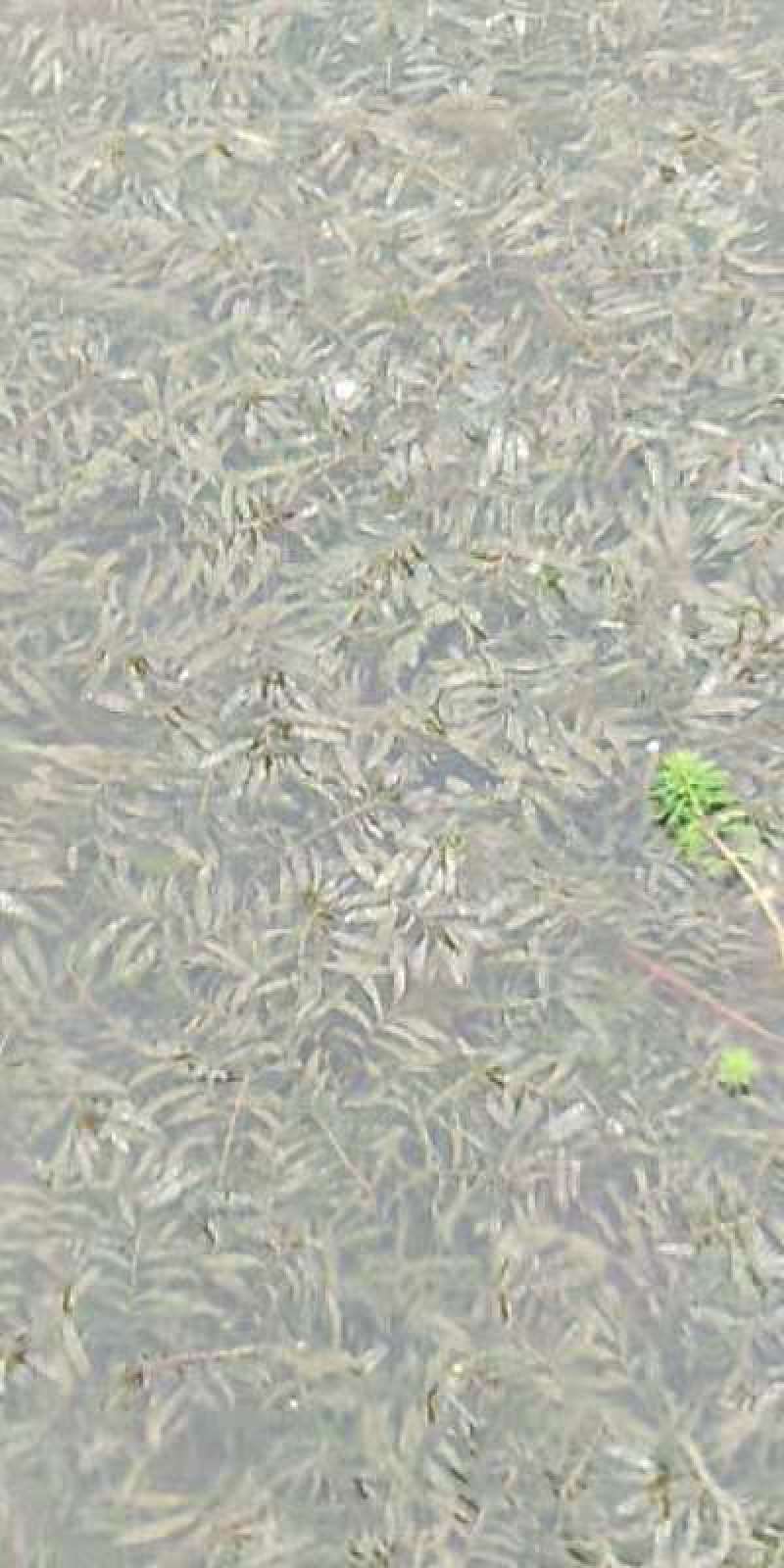 金鱼藻（小茨藻）红线藻黑轮叶藻