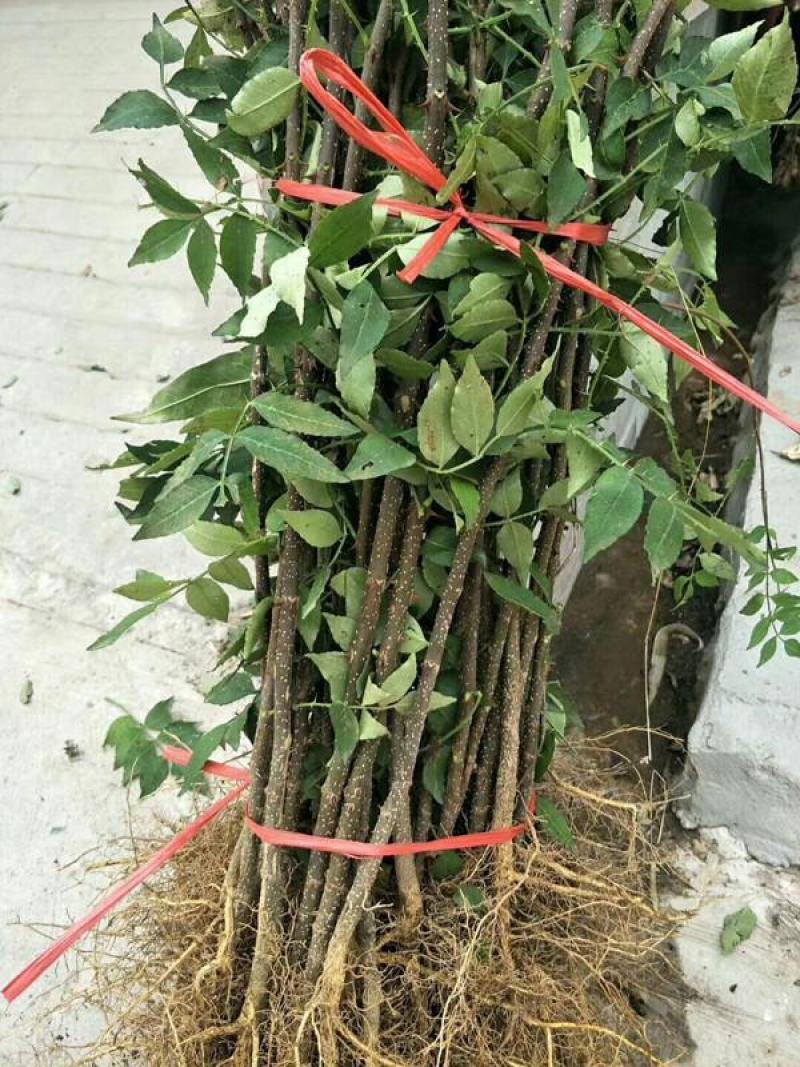 无刺花椒苗狮子头苗，大红袍花椒苗，高产，提供种植技术